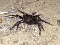 Missulena_occatoria_D7294_Z_89_on field_Australie